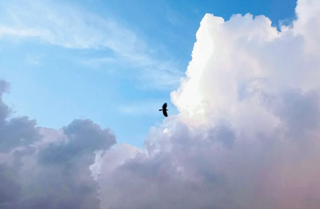 A bird is silhouetted against a bright blue sky with large, fluffy white clouds. The bird is flying near the top of a cloud…