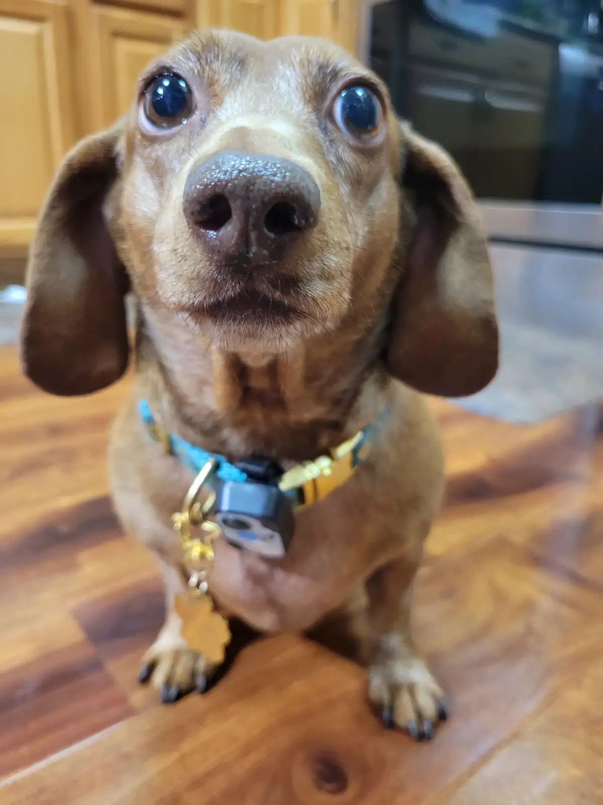 A close-up photo of a brown dachshund with large, expressive eyes looking directly at the camera, sitting on a wooden floor…