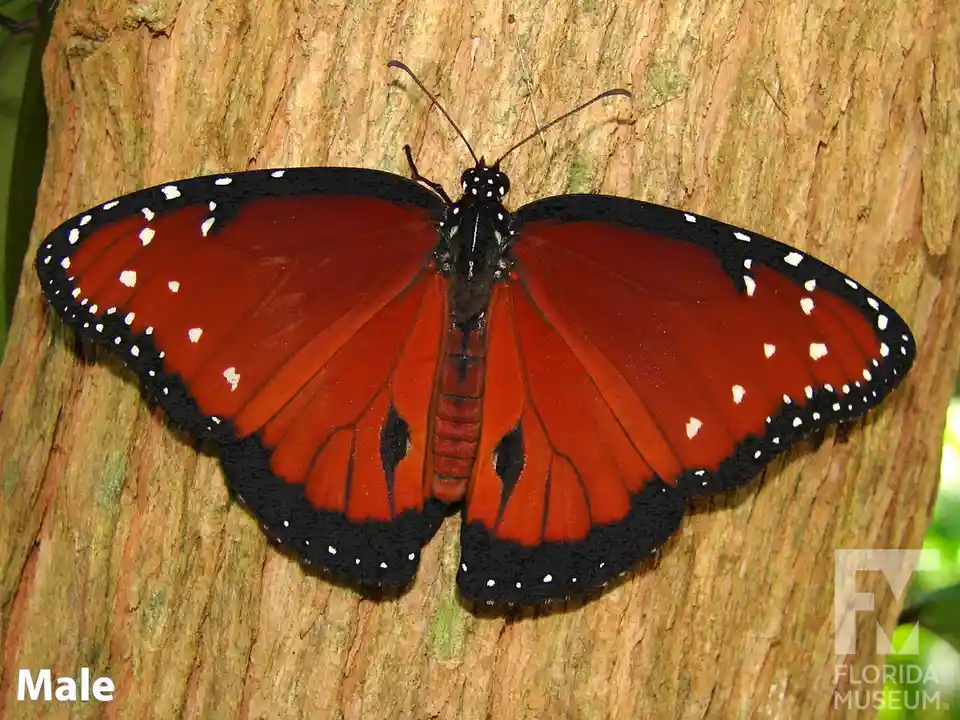 A male monarch butterfly with vibrant orange wings bordered by black and white spots rests on a textured tree trunk. The…