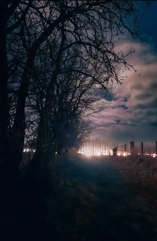 A dark, moody photograph shows a path through bare trees at twilight or night, leading toward a distant, glowing field of…