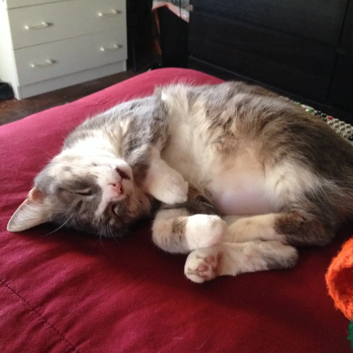 A gray and white cat is curled up sleeping on its back on a red blanket, exposing its belly and paws, with a remote control…