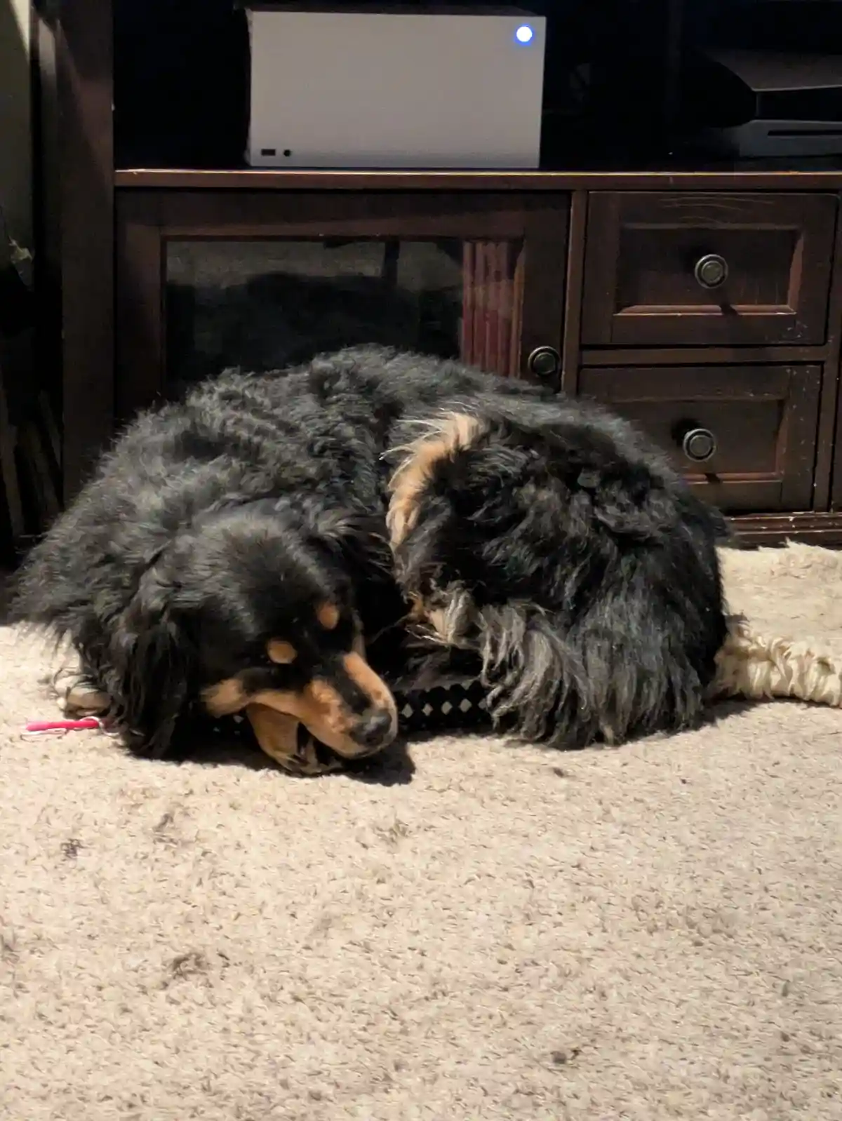A large, fluffy black and tan dog is curled up and sleeping on a beige carpet in front of a dark wooden media console. The…