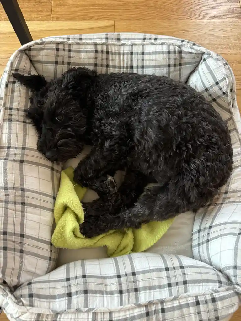 A black, curly-haired dog is curled up and sleeping in a plaid dog bed, partially covered by a bright yellow blanket. The…