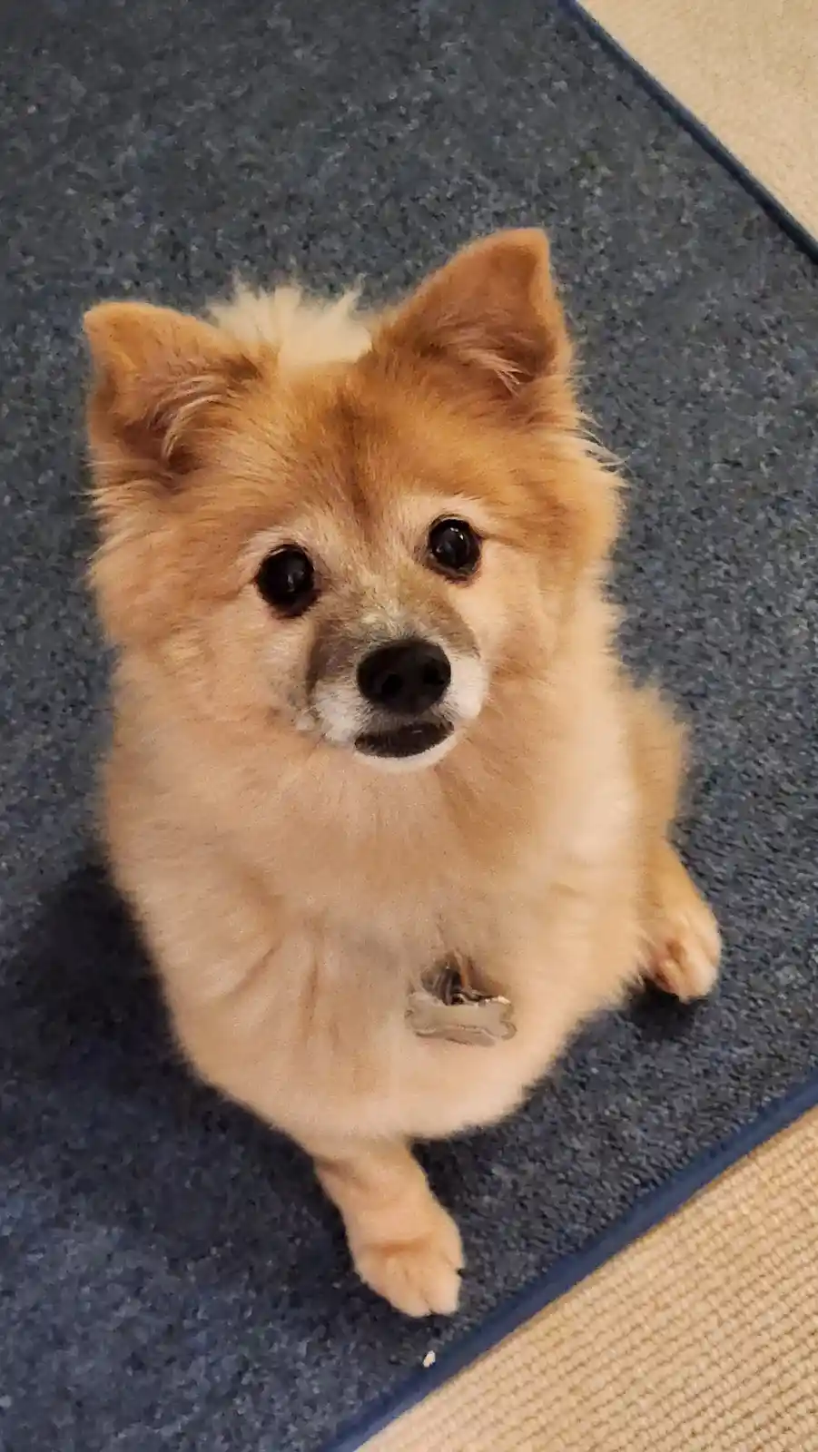 A small, fluffy, light brown dog with dark eyes and a white muzzle sits upright on a dark blue textured rug, looking…