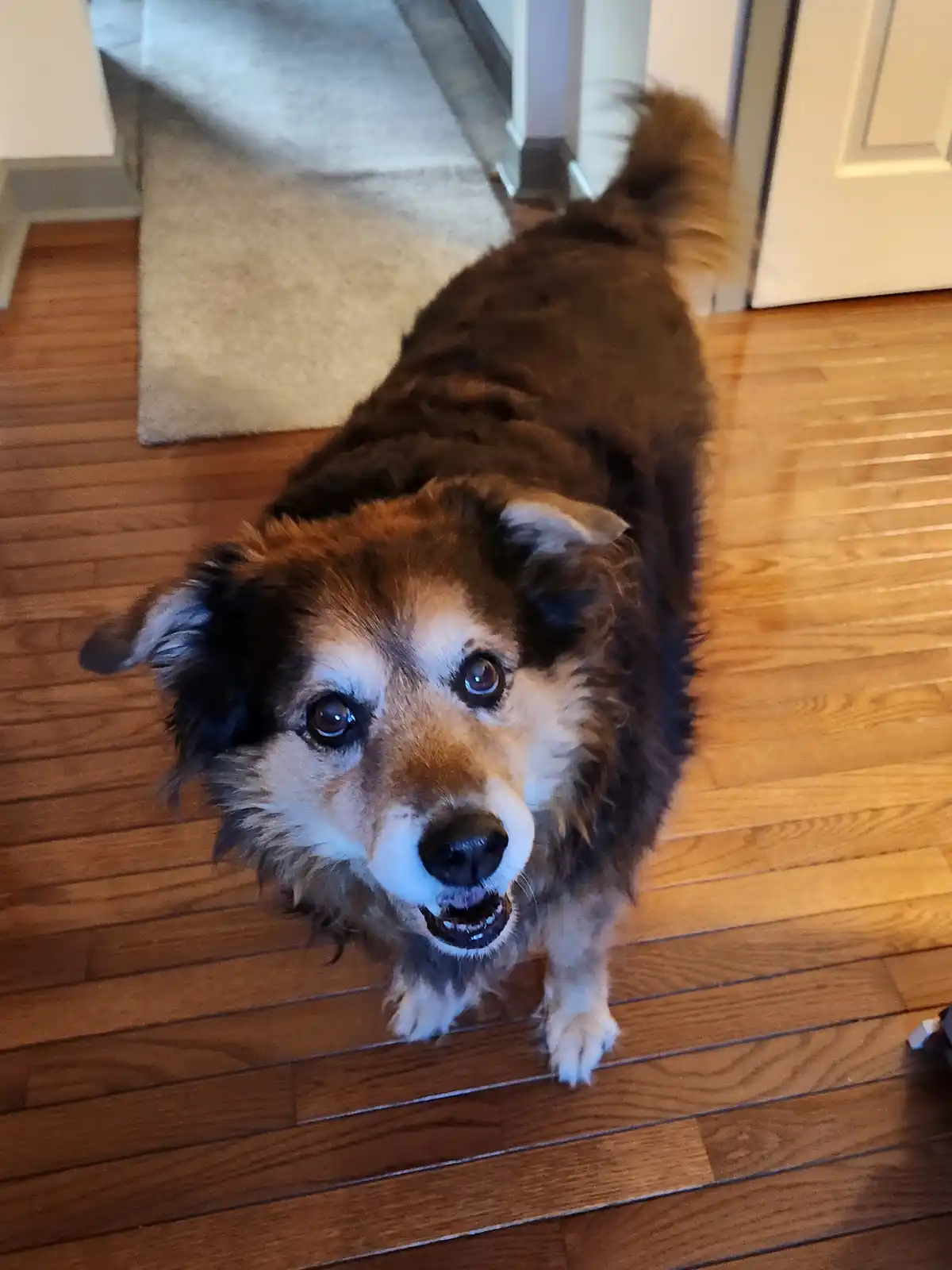 A fluffy brown and white dog with wide, pleading eyes and a slightly open mouth looks up at the camera from a wooden floor…