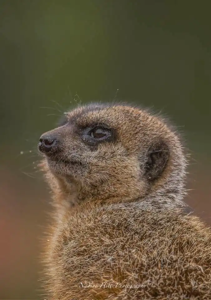 A close-up photograph of a meerkat looking upward with a contemplative expression, overlaid with the text 'i'm not lazy, i'm…