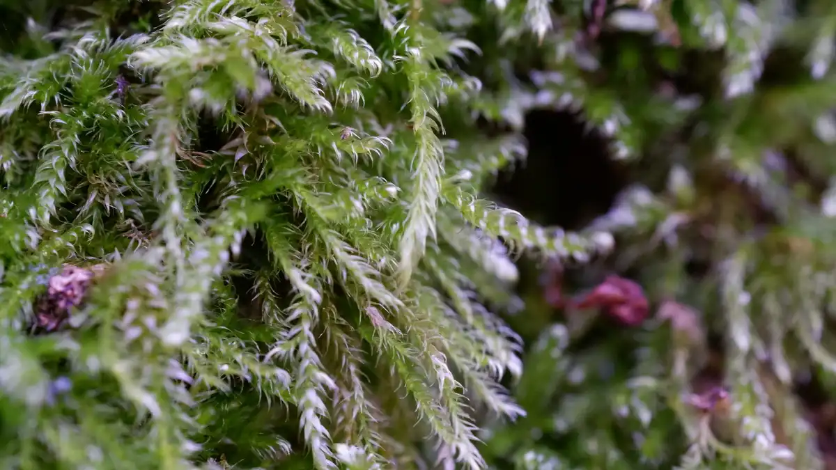 A close-up photograph of vibrant green moss with fine, feathery textures and some purple lichen in the background. Overlaid…