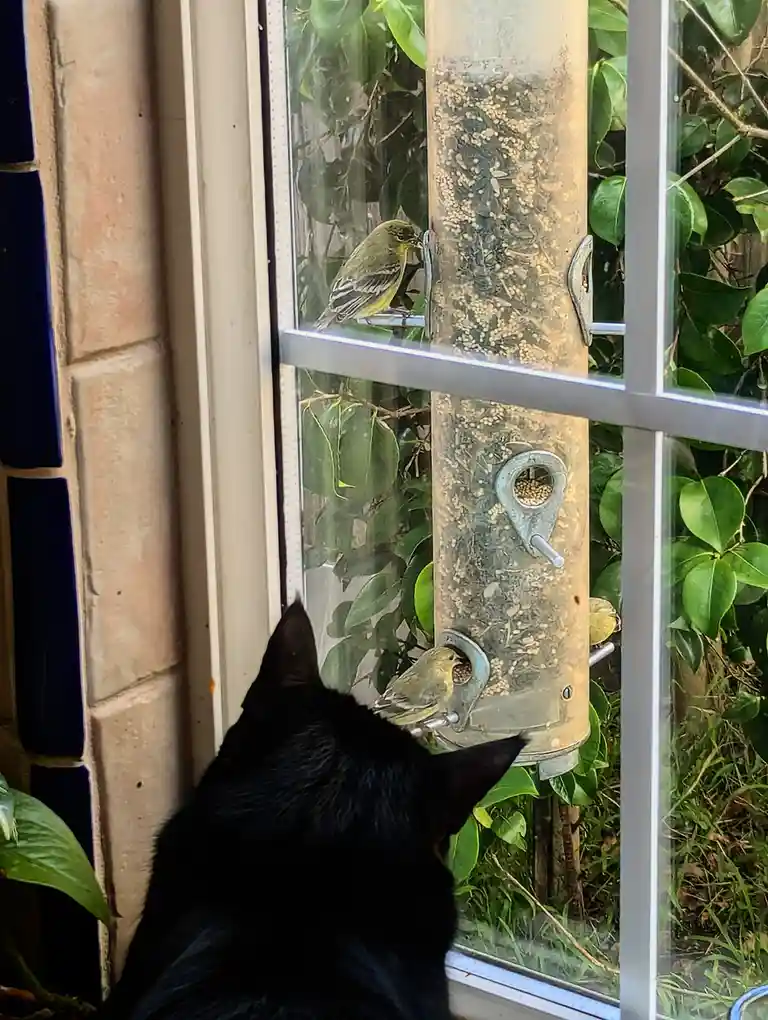 A black cat is seen from behind, intently watching several small yellow birds at a cylindrical bird feeder outside a window…