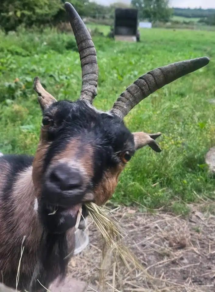 A close-up photo of a goat with large, curved horns and a black-and-brown face, chewing on hay in a grassy field. The goat…