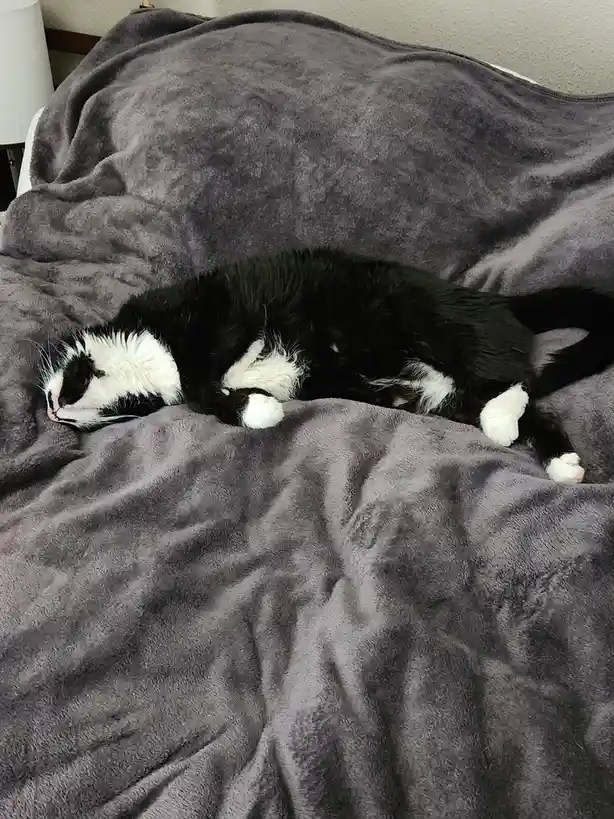 Cuddly Cats on Sleepy Caturday