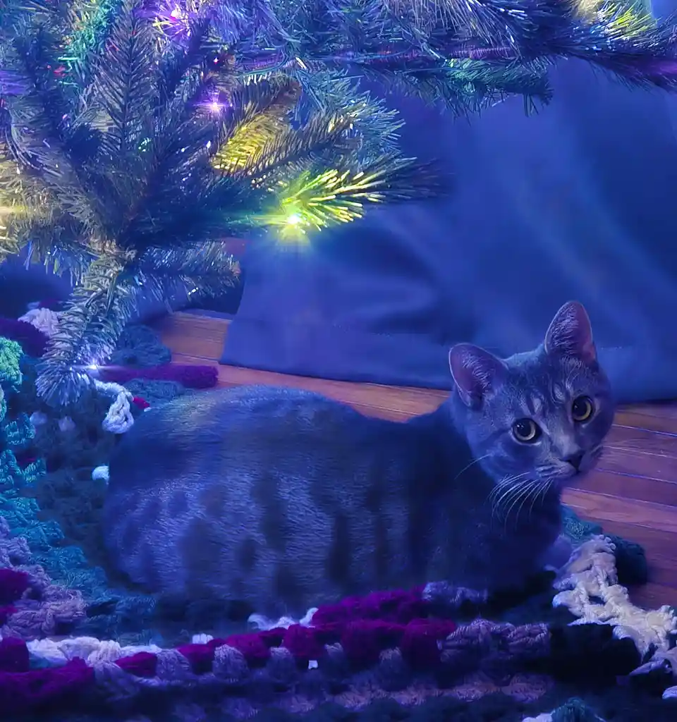 A gray tabby cat with wide, startled eyes is lying on a colorful, chunky knit rug beneath a lit-up artificial Christmas…