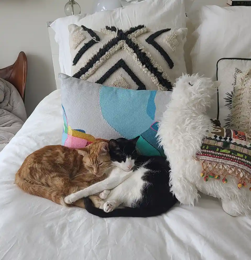 Two cats, one ginger and one black-and-white, are curled up asleep together on a bed with white sheets and colorful pillows…