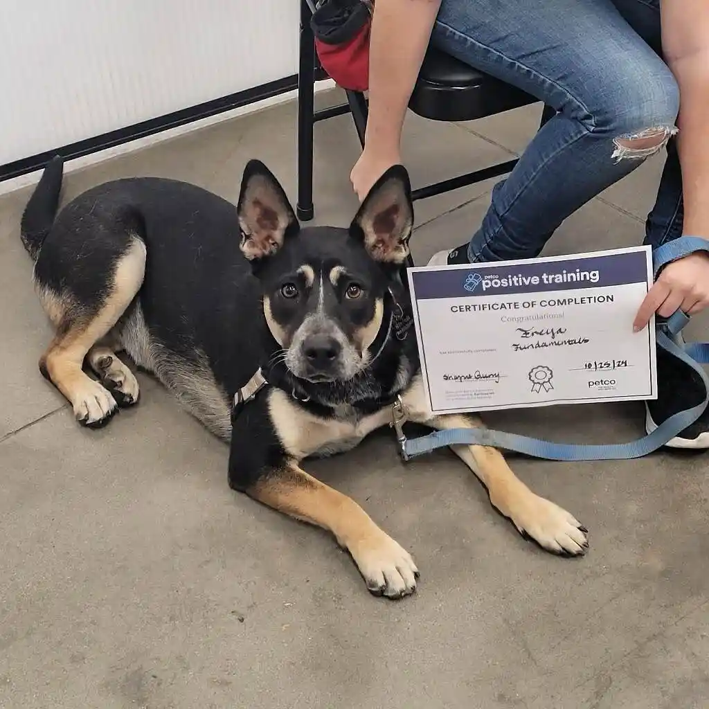 A black and tan dog with large ears lies calmly on a concrete floor, looking at the camera. A person in ripped jeans sits…