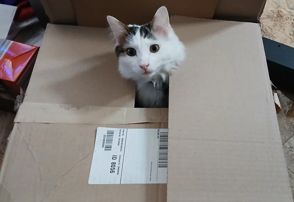 A fluffy white and brown cat peeks out from inside a cardboard shipping box, looking directly at the camera with wide eyes…