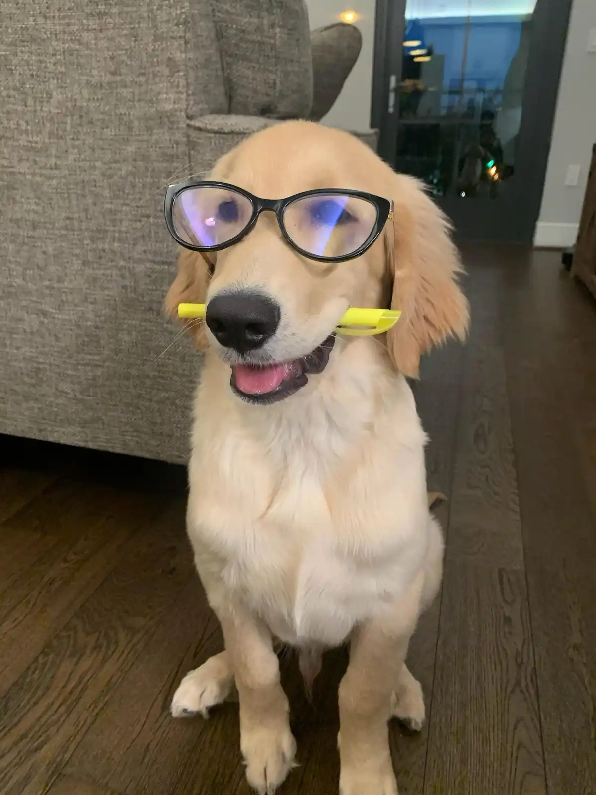 A golden retriever sits on a wooden floor indoors, wearing black-rimmed glasses and holding a yellow highlighter in its…