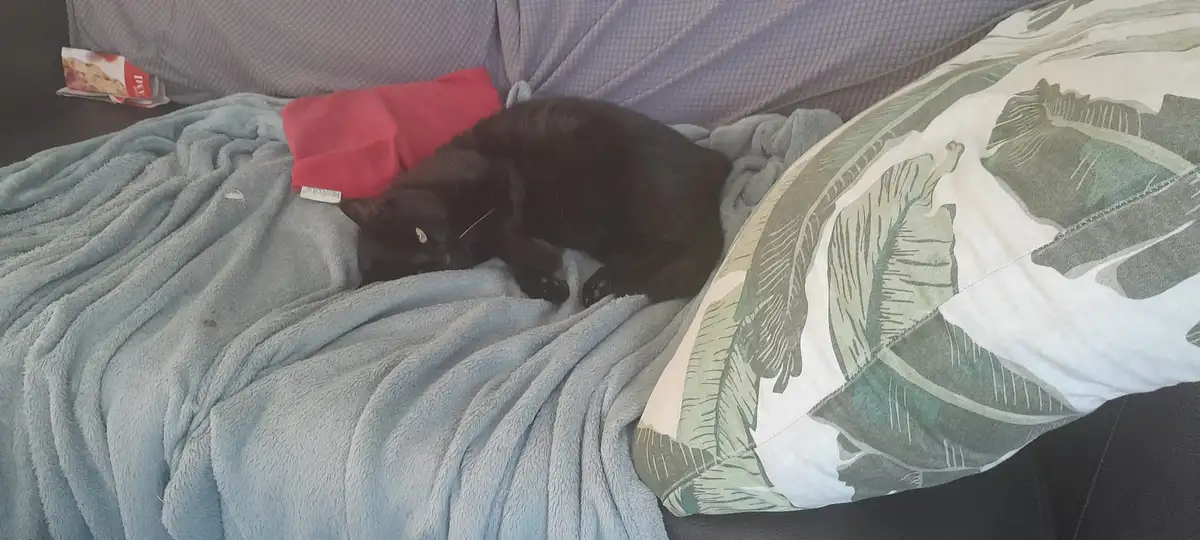 A black cat is curled up and sleeping on a light blue blanket on a couch, with one eye open. Next to the cat is a red cloth…