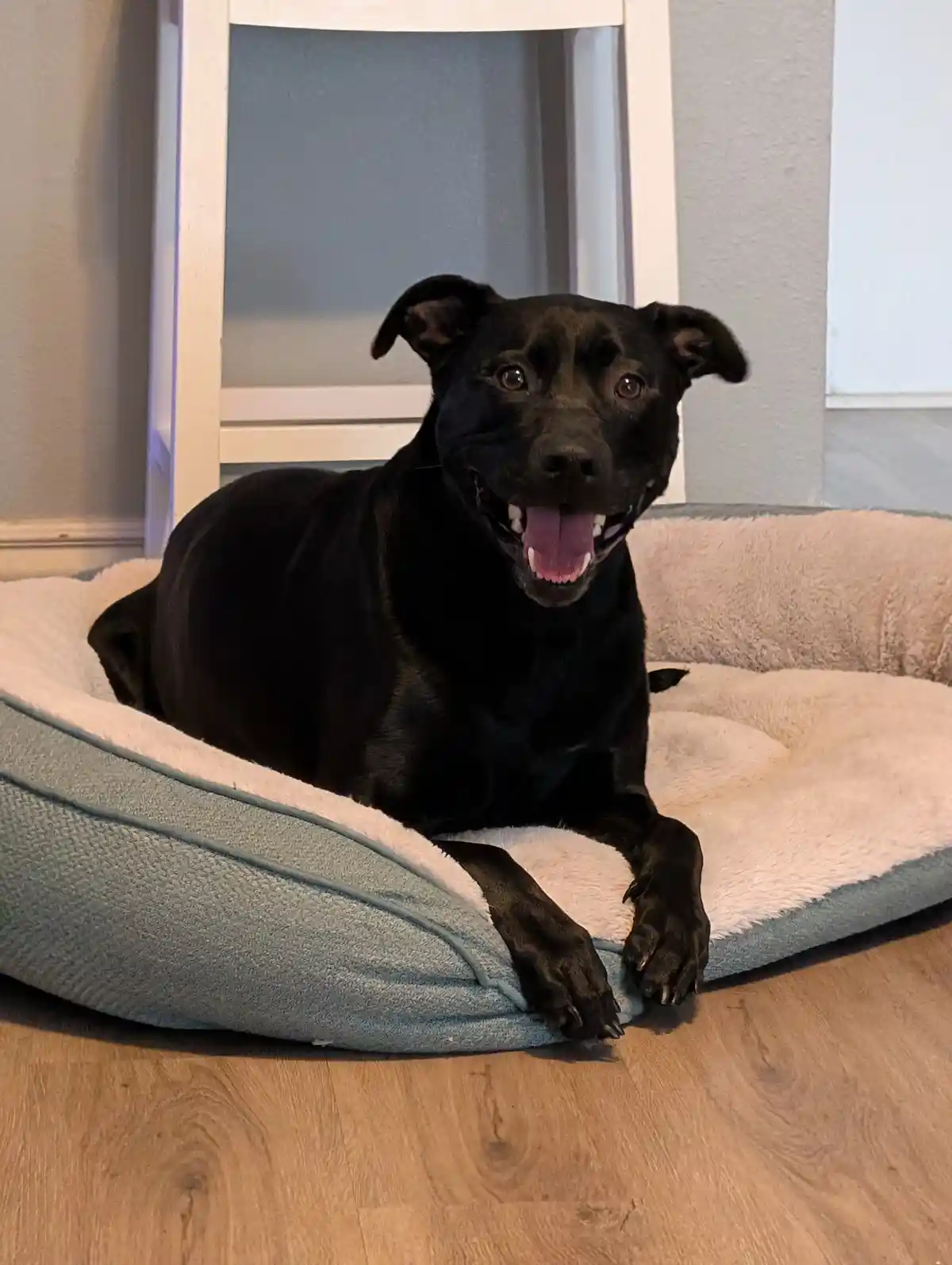 A black dog with floppy ears and a happy expression sits on a light blue and white fleece dog bed on a wooden floor, looking…