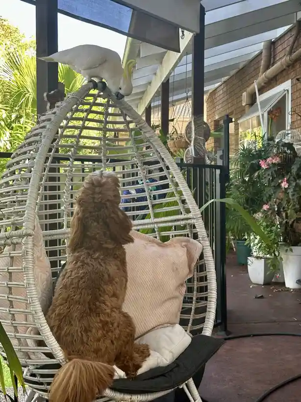 A brown, fluffy dog sits upright in a white wicker hanging chair, gazing upward at a white cockatoo perched on the top rim…