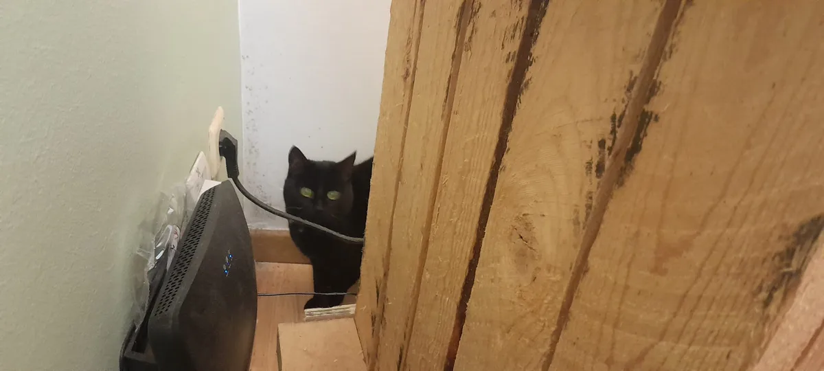 A black cat with glowing green eyes peers cautiously from behind a wooden door frame, partially obscured. To the left, a…