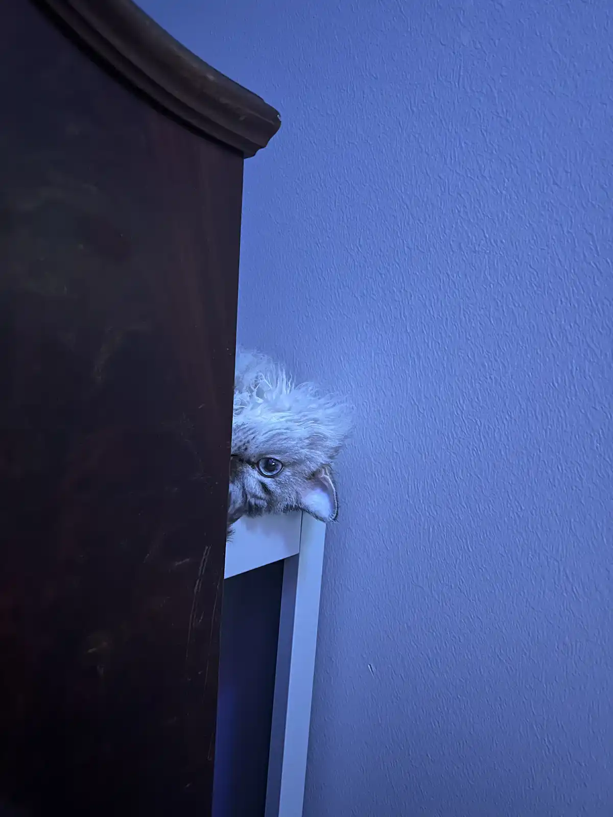 A fluffy white cat peeks out from behind a dark wooden piece of furniture, its large blue eye visible as it looks toward the…