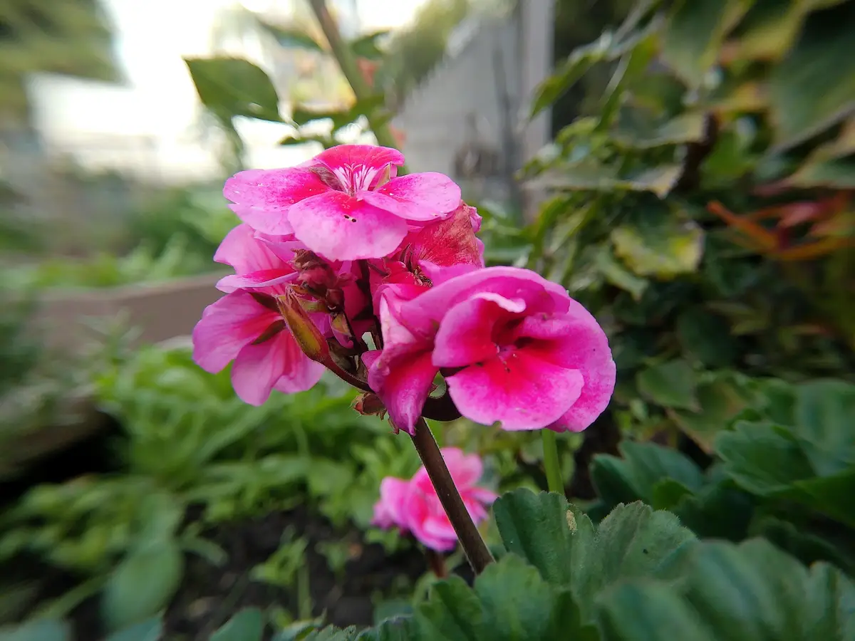 A close-up photo of vibrant pink geranium flowers with green leaves in the background. The image has no text overlay.