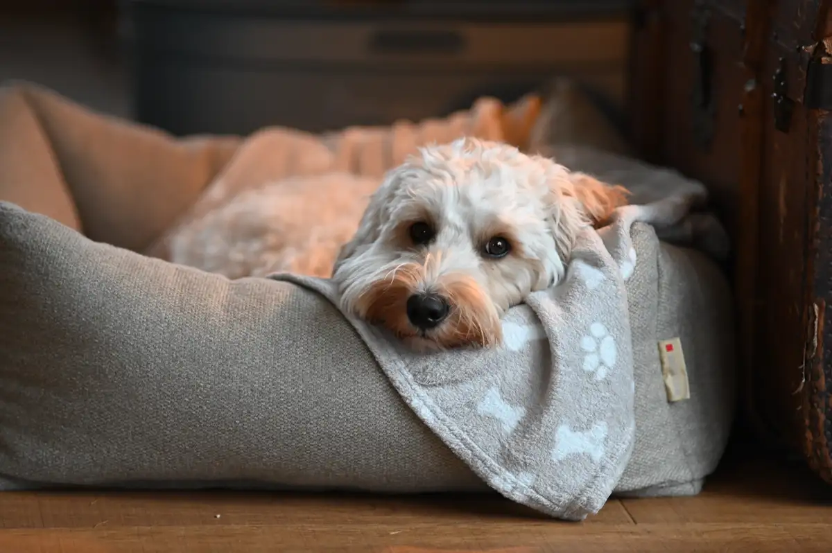 A small, fluffy white and tan dog with dark eyes rests its head on a grey blanket with white paw print patterns, nestled in…
