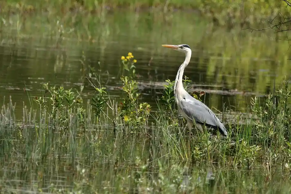A grey heron stands tall in shallow water among green reeds and plants, its long neck and orange beak visible. The image has…