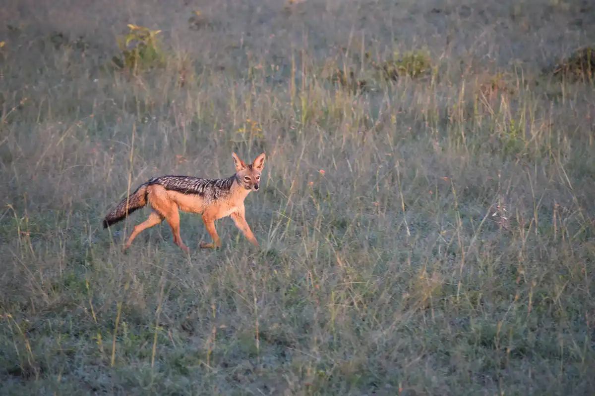 A jackal walks through tall grass in a savanna, its body angled forward as it moves. The overlaid text reads 'i'm not a fox…