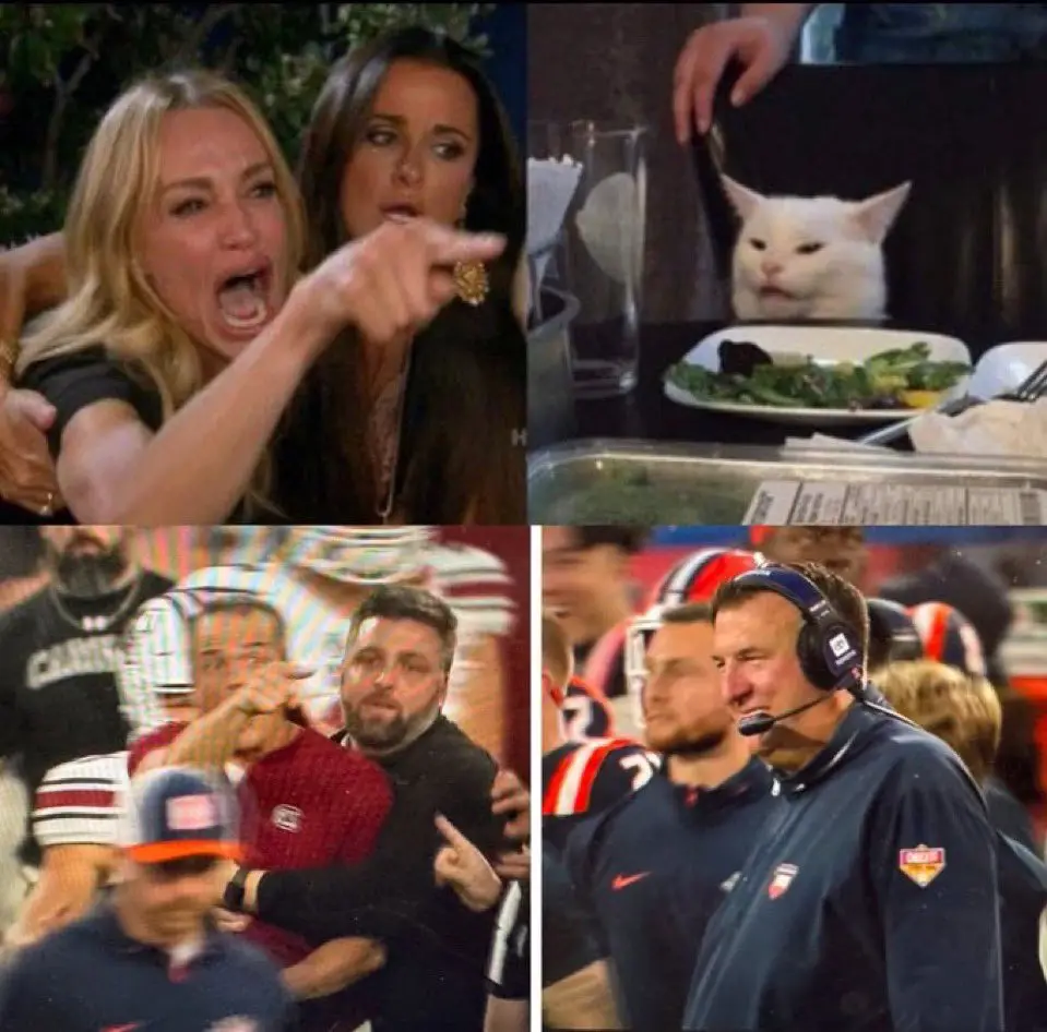 A four-panel meme collage featuring: top-left, a woman yelling and pointing; top-right, a white cat looking unimpressed at a…