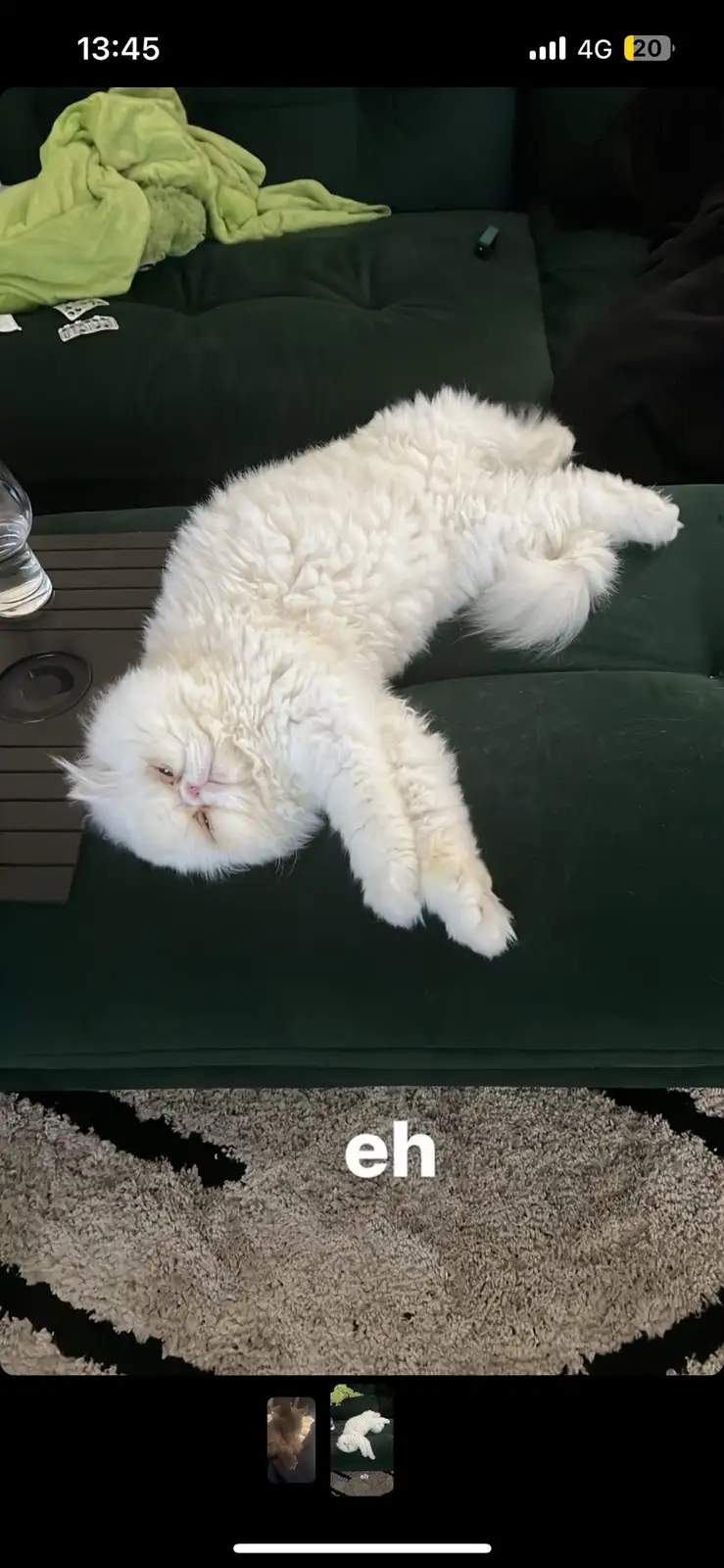 A fluffy white cat is lying on its back on a dark green couch, appearing very relaxed or unimpressed, with its eyes…