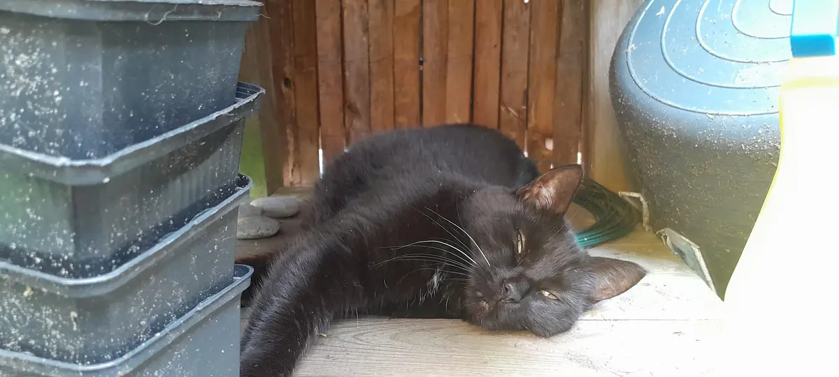 A black cat lies sprawled on a wooden floor in a cluttered outdoor space, surrounded by stacked black plastic containers and…