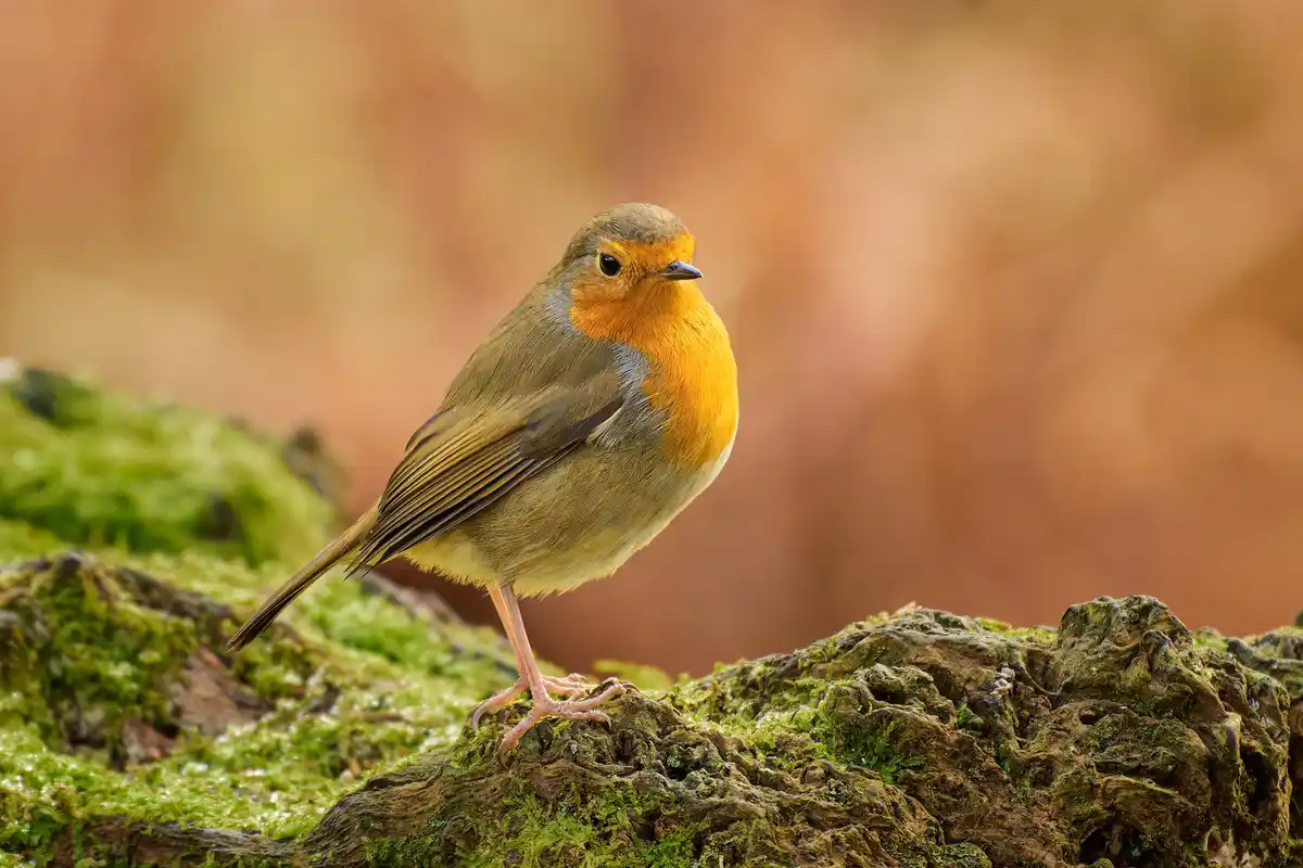 A close-up photograph of a European robin perched on a moss-covered log, featuring its distinctive orange-red breast and…