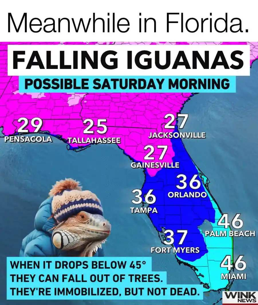 A weather map of Florida shows temperatures in the 20s and 30s across the northern half, with a cartoon iguana wearing a…