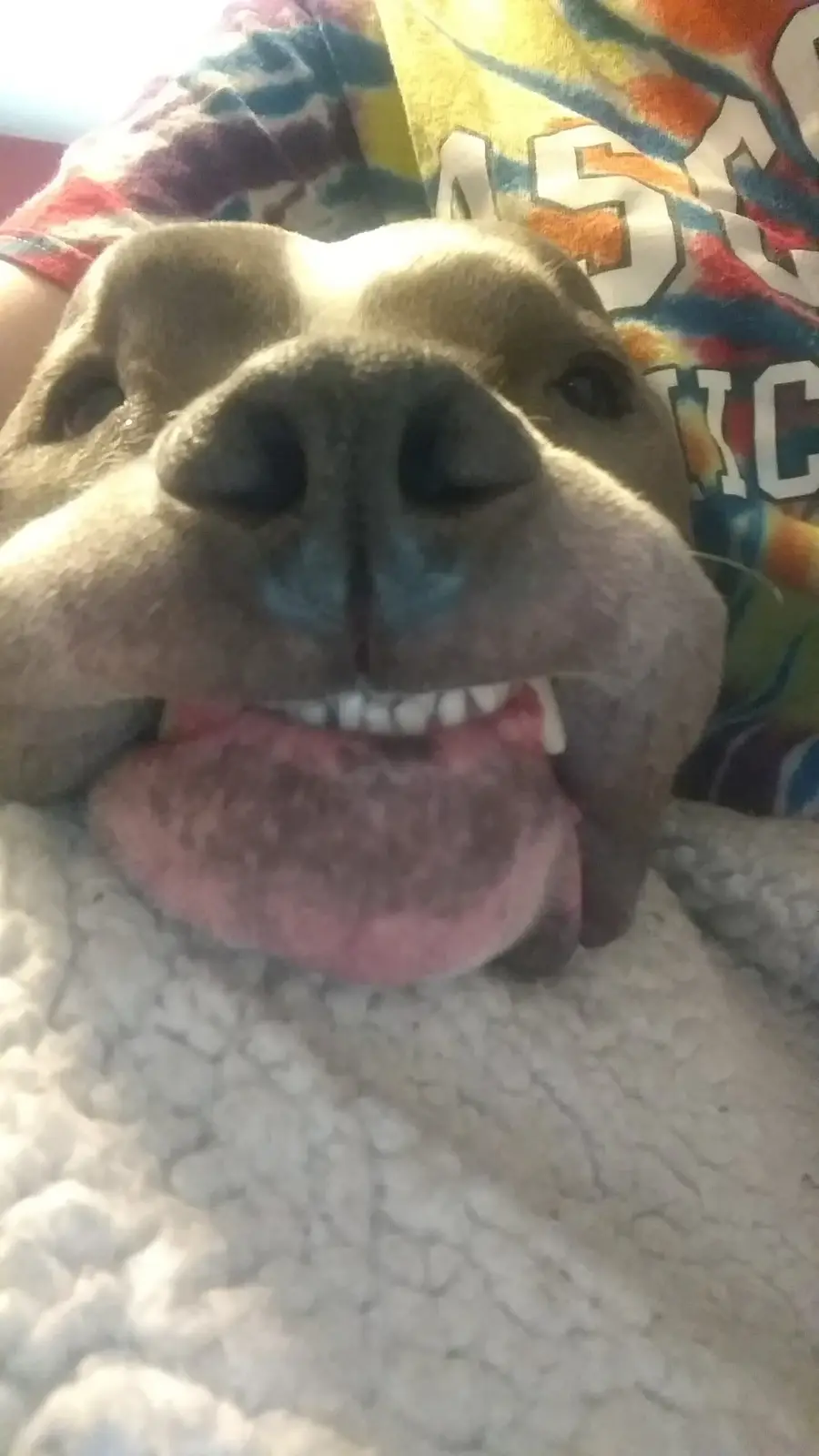A close-up photo of a dog's face, with its mouth open showing teeth and tongue, looking directly at the camera. The dog is…
