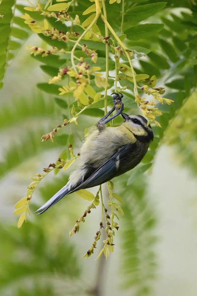 Mésange Bleue: A Glimpse from France's Vienne Region