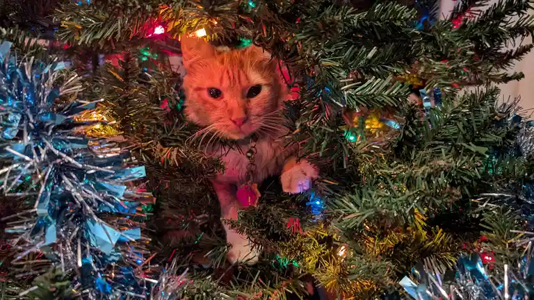 An orange and white cat with a collar and pink tag is nestled among the branches of a decorated Christmas tree, surrounded…