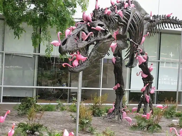 A large, dark-colored dinosaur skeleton sculpture is covered with numerous bright pink plastic flamingos perched on its…