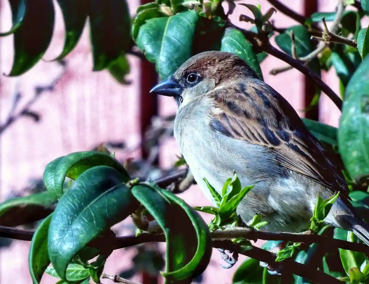 A close-up photo of a small brown and gray sparrow perched on a branch with green leaves, looking alert. The bird has a dark…