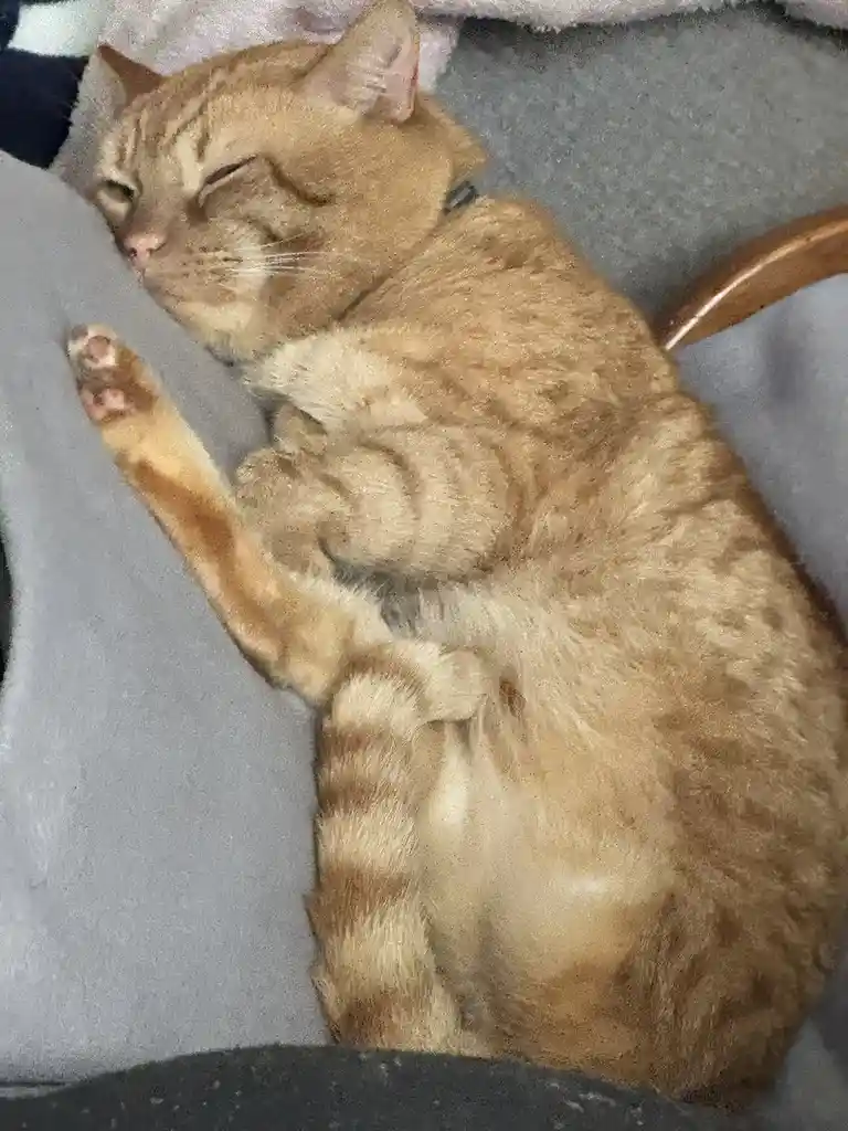 Meet Boot: The Cat with a Name as Unique as His Personality