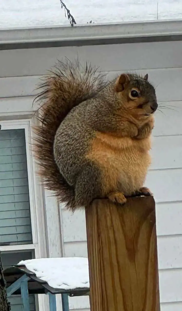 A chubby squirrel with a large bushy tail sits upright on a wooden post outdoors, looking directly at the camera with a…