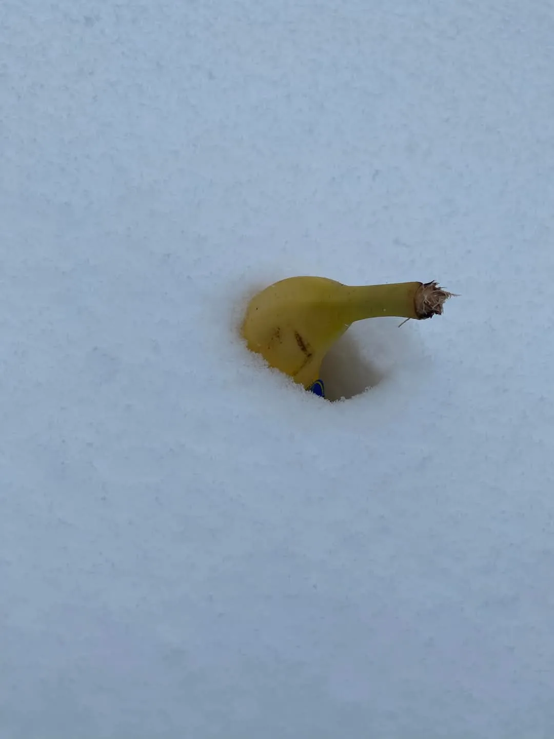 A single yellow banana is partially buried in a thick blanket of white snow, with only its curved peel and stem visible…