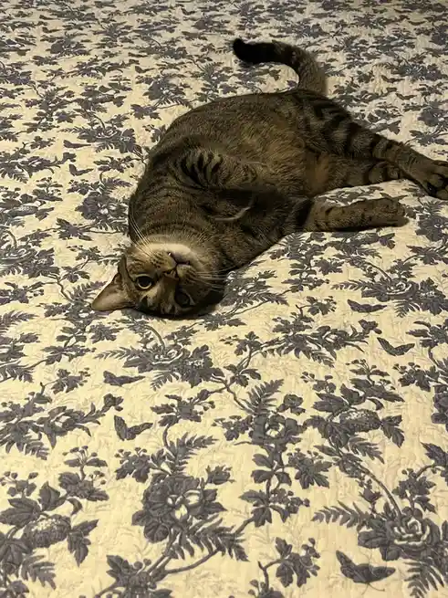 POV: My Morning Battle with Making the Bed
