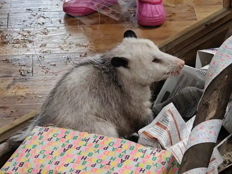 A white-furred opossum sits calmly among birthday-themed wrapping paper and newspaper, with pink children's rain boots…