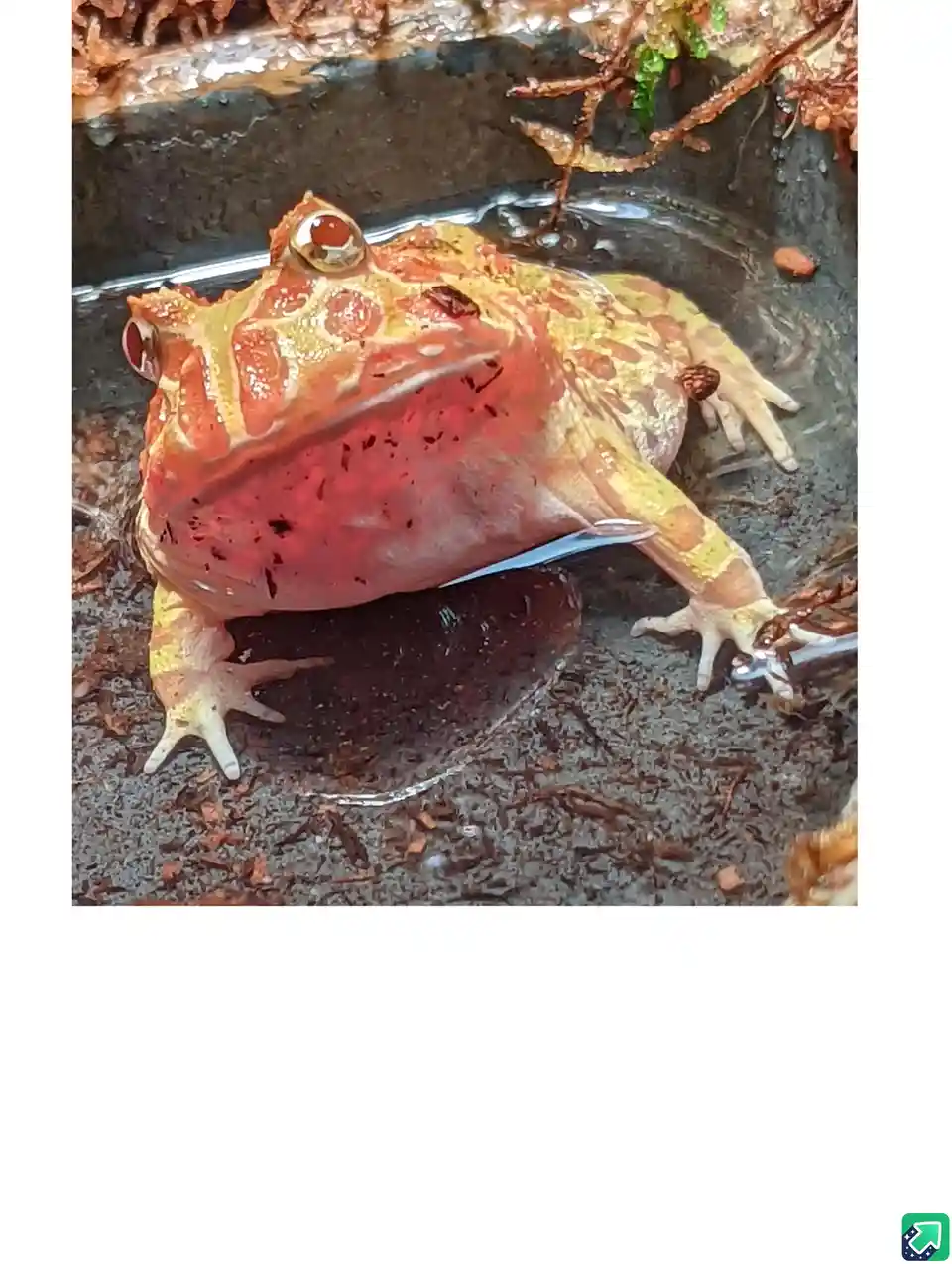 A close-up photo shows a brightly colored horned frog with orange and yellow patterns, sitting in shallow water. Its mouth…