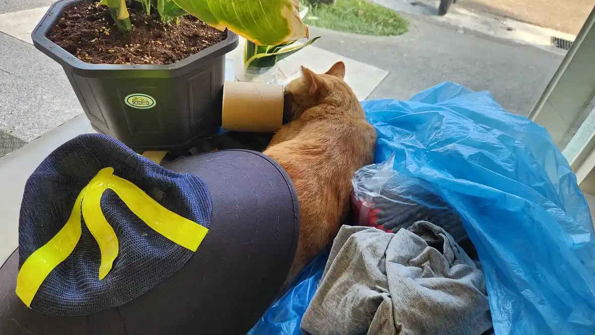 The Sweet Embrace of Sleep