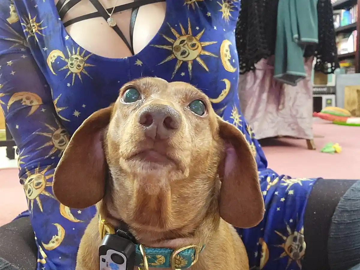 Meet My Adorable Pup Tiger Lilly: Photo #742