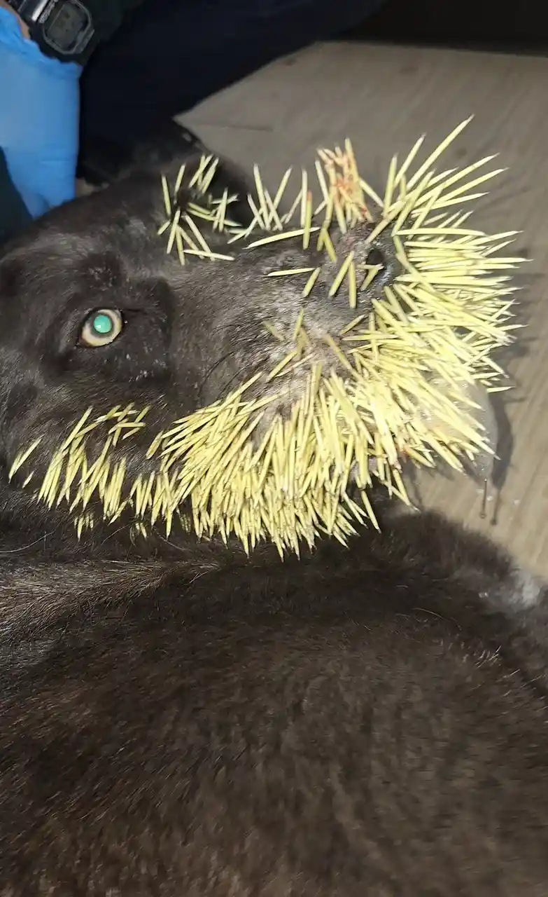 A close-up photo shows a black dog with numerous yellow toothpicks stuck in its face, particularly around its muzzle and…