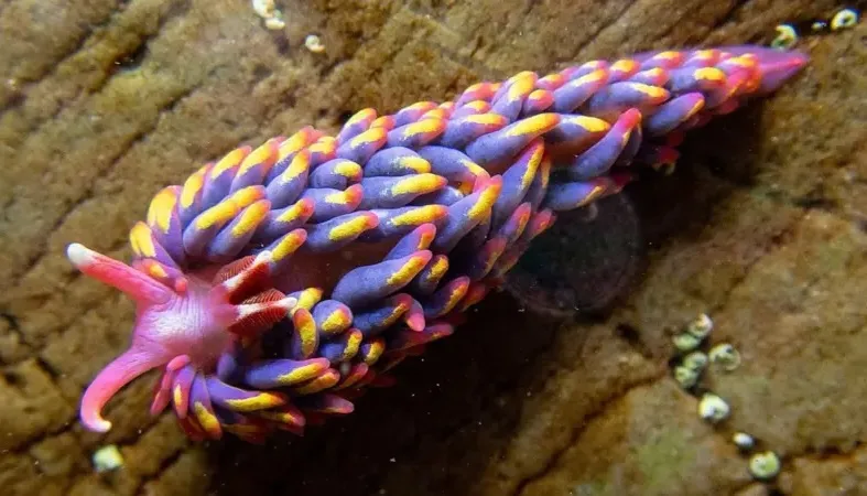 A vibrant, colorful sea slug with purple, yellow, and pink appendages crawls across a textured underwater rock surface. The…