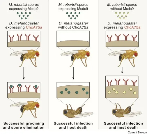 A scientific diagram showing three scenarios of fruit fly (Drosophila melanogaster) interaction with fungal spores (M…