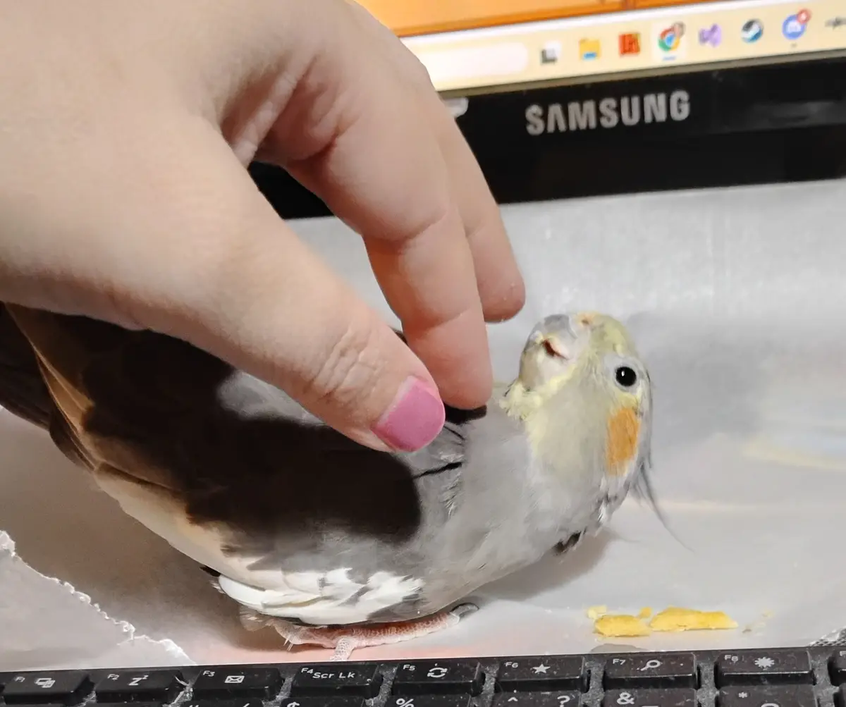 A close-up photo shows a person's hand with pink nail polish gently touching the back of a small cockatiel perched on a…